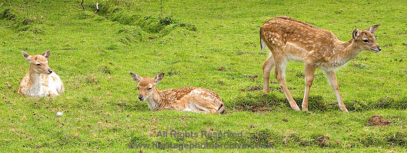 HRS 4664 Roe-deer fawns, Terrington 2007