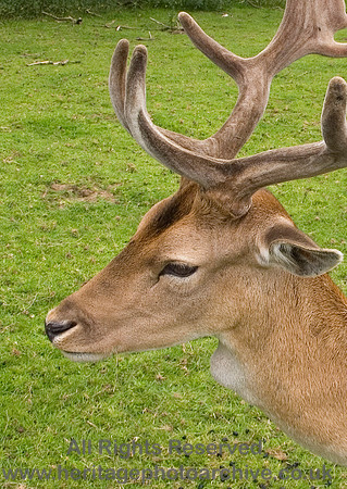 HRS 4663 Roe Deer at Terrington 2007