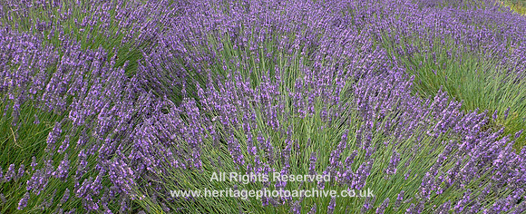 HRS 4665  Lavender field in close up Terrington