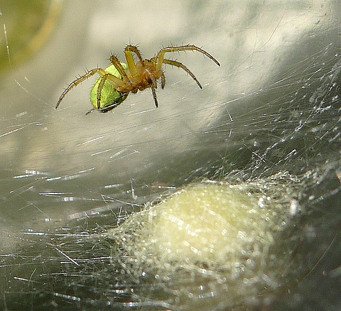 HRS 7264 Green Cucumber Orb spider