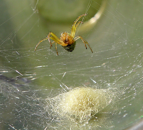 HRS 7265 Green Cucumber orb spider
