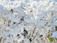HRS 4721b Cark, Holker Estate a snowy hedgerow 2010
