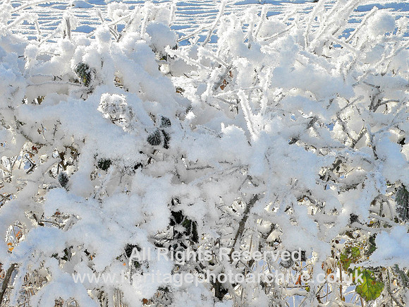 HRS 4721b Cark, Holker Estate a snowy hedgerow 2010
