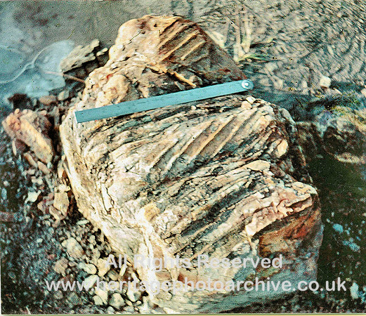 HRS 7266 Carboniferous, Coal Measure Fossil,  prob Sigillaria