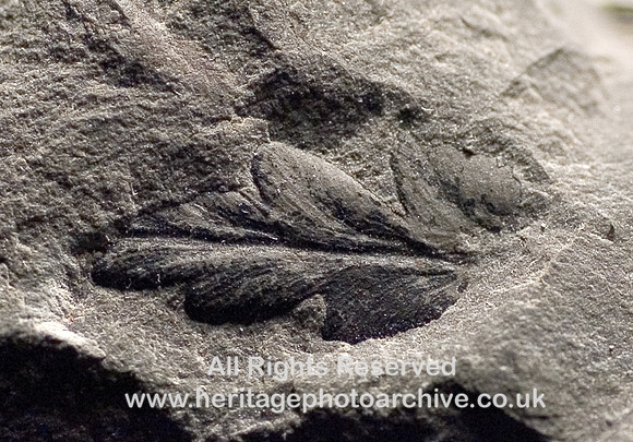 HRS 753  Carboniferous, coal measure fossils