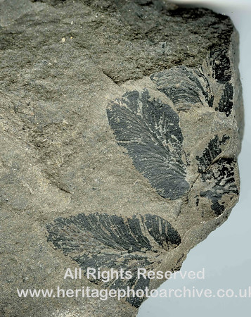 HRS 755 Carboniferous coal measure fossils, Rhacopteris