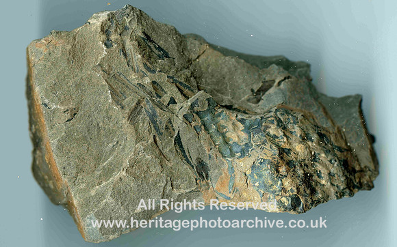 HRS 758 Carboniferous, coal measure fossils, Stigmaria