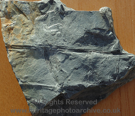 HRS 4433 Carboniferous, coal measures, plant material fronds