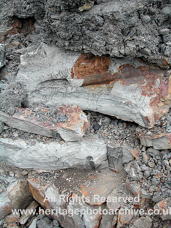 HRS 7274 Stigmaria Brymbo stratification shot