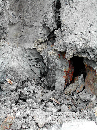 HRS 7275 Calamites in situ Brymbo
