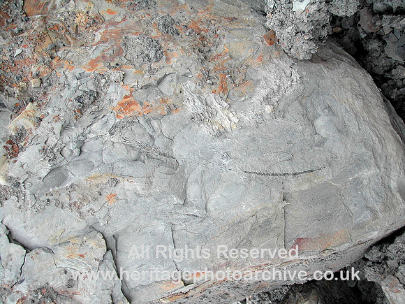 HRS 7277 Leaves in slumped mudstone Brymbo