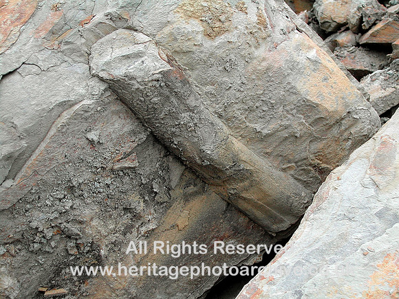 HRS 7280 Calamites in situ sst block
