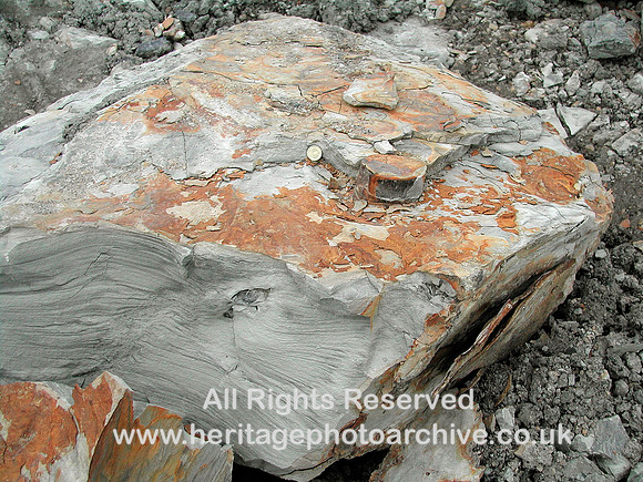 HRS 7279 Calamites Brymbo