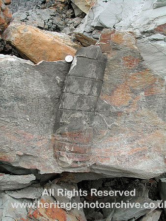 HRS 7282 Calamites in situ