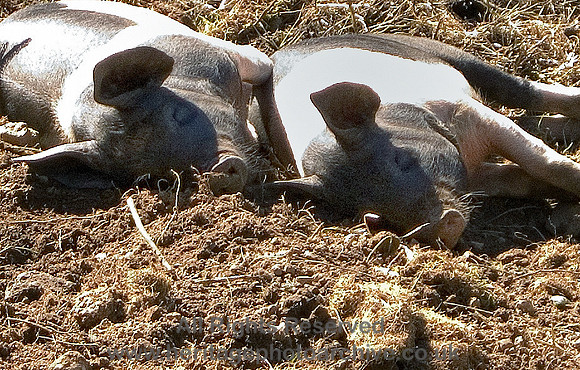 HRS 4782 Sleepy Pigs, Cark-in-Cartmel 2010