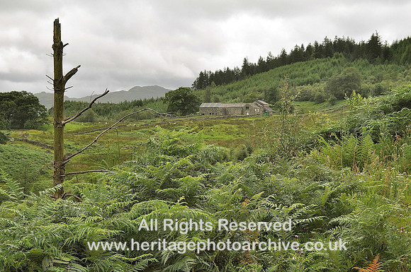 HRS 4893 Dunnerdale Forest Birks, 2010