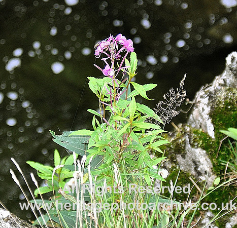 HRS 4898 River Duddon, Rose-bay Willow Herb 2010