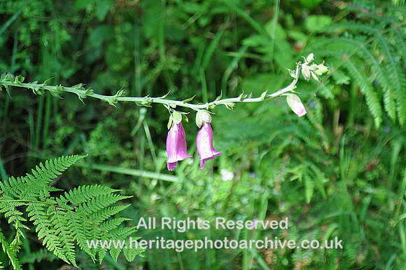 HRS 4944 Foxglove Lickle Valley 2010