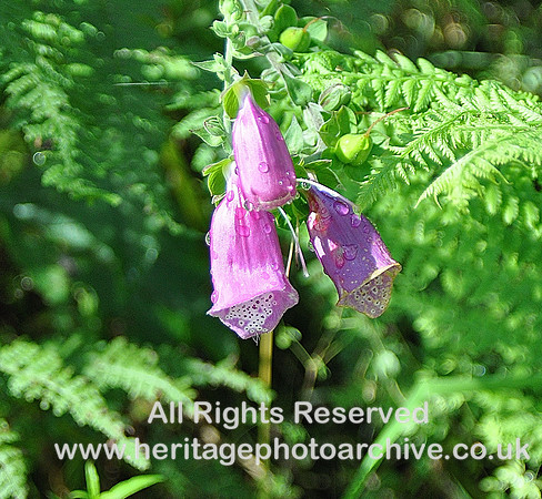 HRS 4945 Foxglove, Lickle Valley 2010