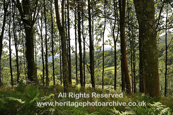 HRS 4948 Trees, Lickle Valley 2010