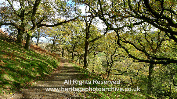 HRS 9840 Barbondale, treescape and path L1180727