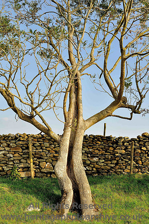 HRS 5048 Split tree Sandgate Marsh 2010