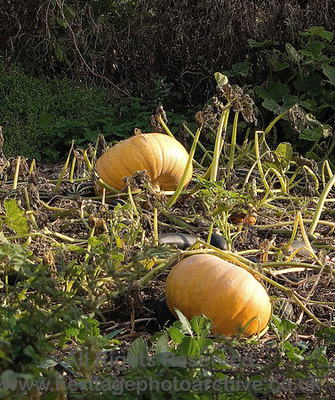 HRS 5058 Giant pumpkins in allotment in Cark 2010