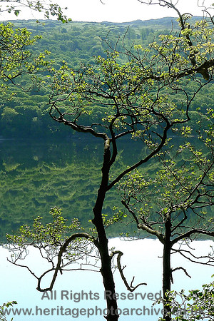 HRS 5076 Coniston Water, the trees 2012