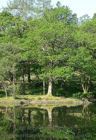 HRS 5078 Coniston, Yew Tree Tarn 2012