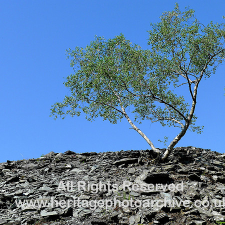 HRS 5084  Birch tree Elterwater quarry 2012