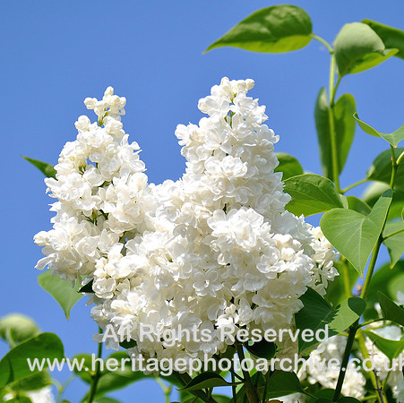 HRS 5095 White lilac