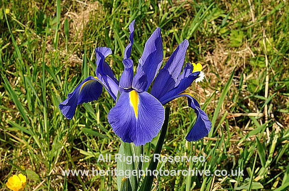 HRS 5098 Iris Cumbria 2012