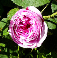 HRS 5099 Holker Gardens Red Rose 2011
