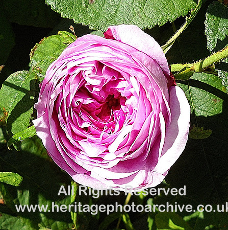 HRS 5099 Holker Gardens Red Rose 2011