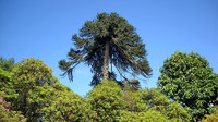 HRS 5101 Holker Gardens tree 2011