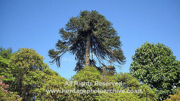 HRS 5101 Holker Gardens tree 2011