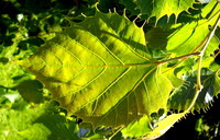 HRS 5102 Holker Gardens leaf 2011