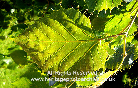 HRS 5102 Holker Gardens leaf 2011