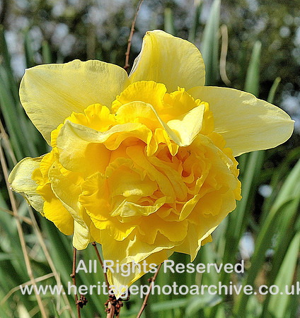 HRS 5116 Daffodil 2010