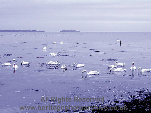 HRS 7296 The Black Swan, Menai Straits 2004