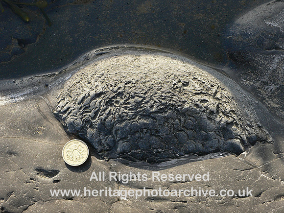 HRS 5146 Silurian, sandstone, Clarach Bay coral 2008
