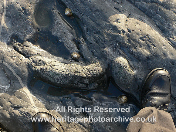 HRS 5149 Silurian, sandstone, Clarach Bay fossils etc 2008
