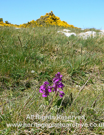HRS 5193 Great Orme orchid May 2009