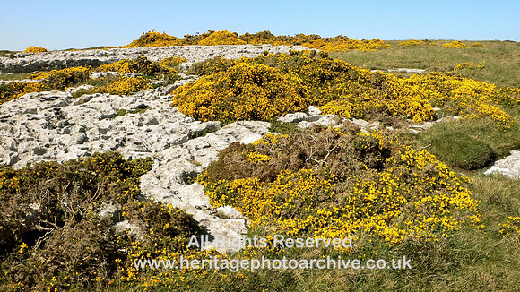 HRS 5192 Great Orme, yellow gorse May 2009
