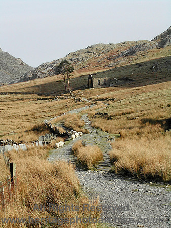 HRS 5282 Sheep near Methodist chapel 2004