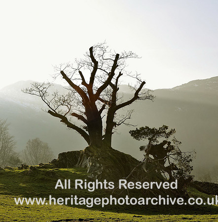 HRS 5327 Tree Chapelstile 2013