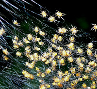 HRS 4116 Spider hatchlings Conwy