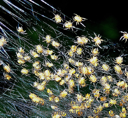 HRS 4116 Spider hatchlings Conwy