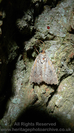HRS 4645a Moth, Pensychnant, Wales