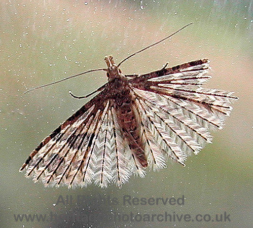 HRS 4645b Moth,  Conwy July 2004